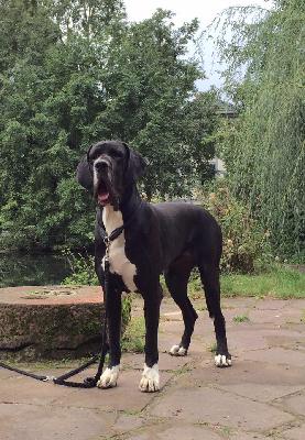 Wadja von Schlesien