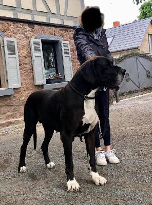 Wadja von Schlesien