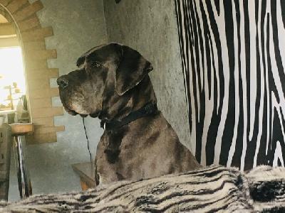 Pandora von der Wolfshoele