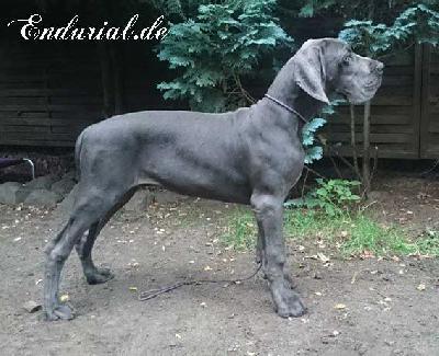 Ch Cydonia Endurial