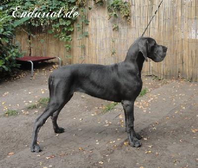 Ch Cydonia Endurial