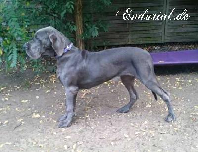 Ch Cydonia Endurial