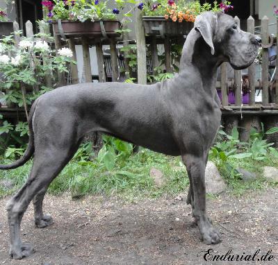 Ch Cydonia Endurial