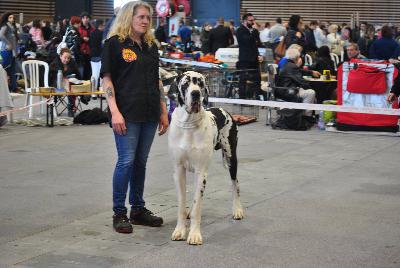 Ch Lee vun den Schmussidogs