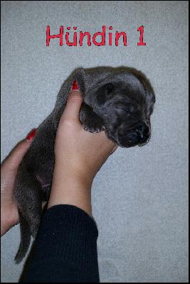 Baccara Von Blue Ground