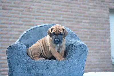 Zimba vom Hause Rawert