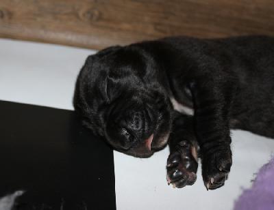 Bijou vom Altmhlerhof