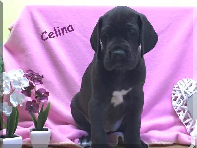 Celina Von Blue Ebony