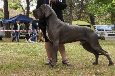 Ch Evangel-Lion-B della Baia Azzurra