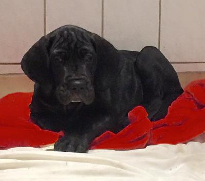 I-Lea Beaux Chiens