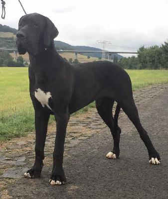 Jaguar Beaux Chiens