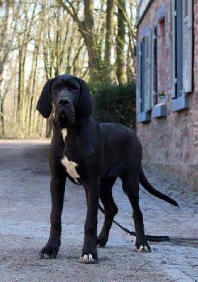 Judy Beaux Chiens