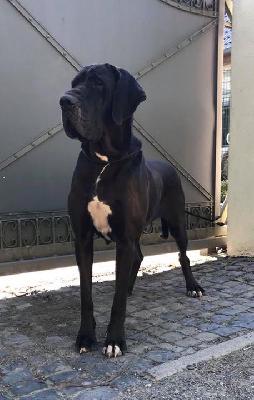 Judy Beaux Chiens