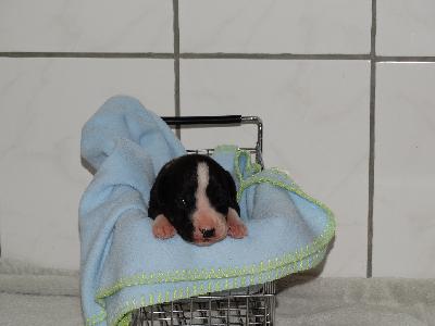 COOPER of Sweet Giants