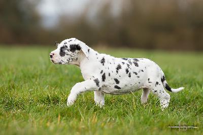 Diva vom Druidenhain