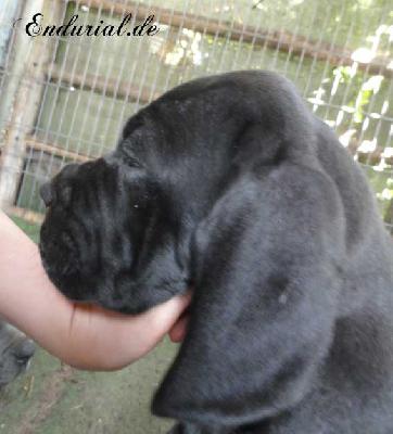 Decadia Endurial