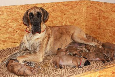 Coco vom Hause Rawert