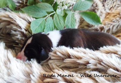 Wild Undercover Vom Waldfrieden