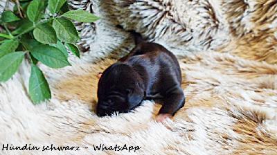 ........................ Vom Waldfrieden