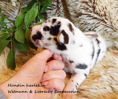 Wittmann & Lebrecht Cooperation Vom Waldfrieden