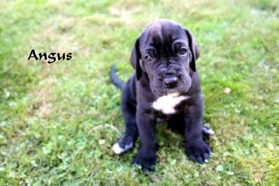 Angus ad Fontes