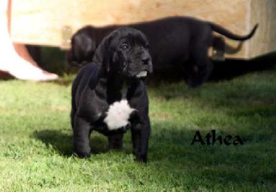 Althea ad Fontes