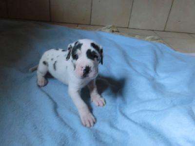 Nathan Nikomachos VON BAVARIA A.M.