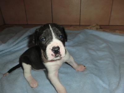 Nala VON BAVARIA A.M.