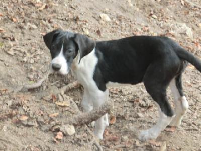 Nala VON BAVARIA A.M.
