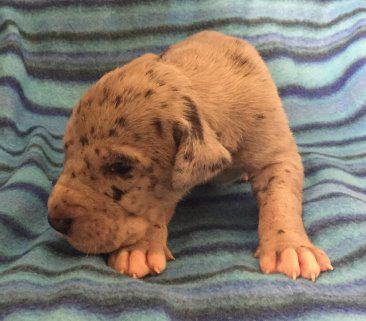 Shades of Grey von der Wolfshhle