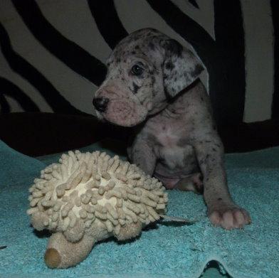 Shades of Grey von der Wolfshhle