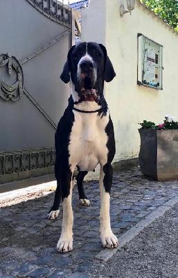 Greta Von Schlesien