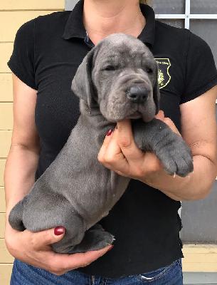 Khalessi Von Schlesien