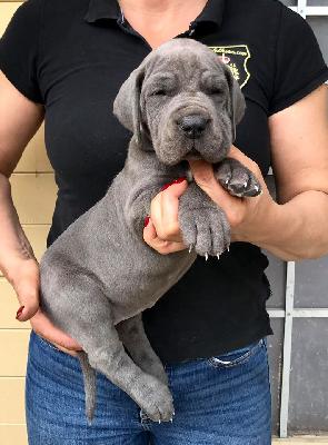 Kiko Von Schlesien