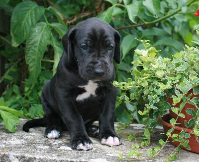 Murphy vom Hause Rsch