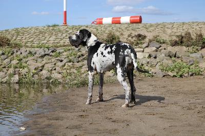 Queen Scarlett von Tara
