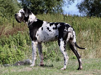 Queen Scarlett von Tara