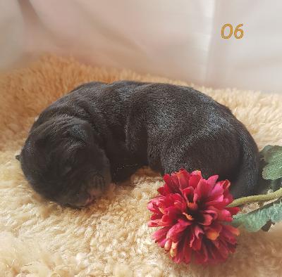 Onyx Von Schlesien