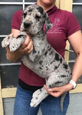 P-Frida Von Schlesien