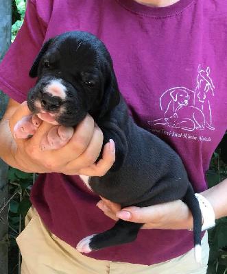 Riddick Von Schlesien