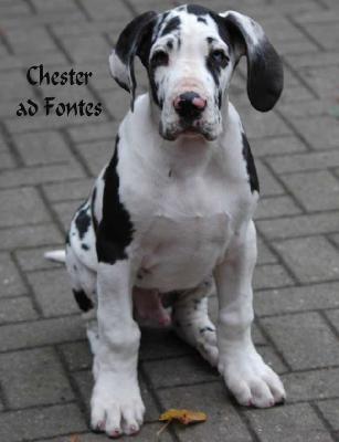 Chester ad Fontes