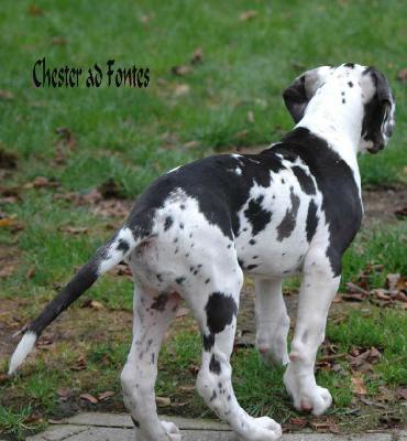 Chester ad Fontes