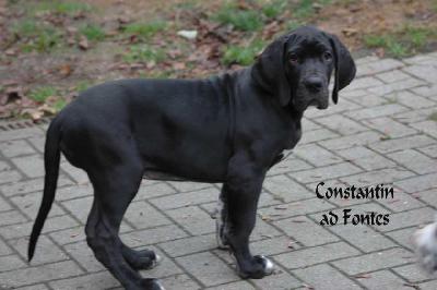 Constantin ad Fontes