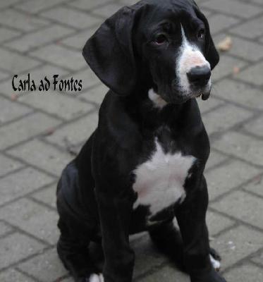 Carla ad Fontes