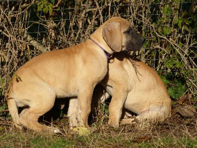 Olivia vom Altranstdter Schlo