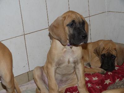 Olivia vom Altranstdter Schlo