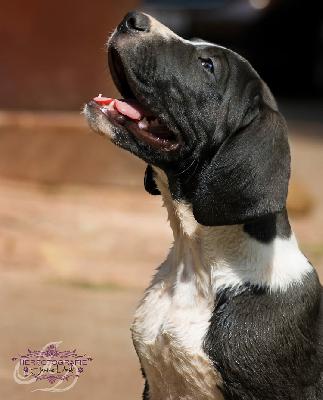 Ares vom Olbitzbach