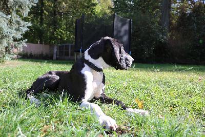 Ares vom Olbitzbach