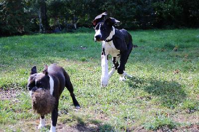 Ares vom Olbitzbach
