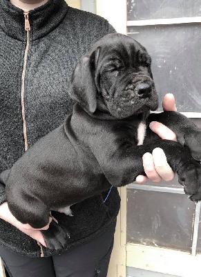 Sugarbear Von Schlesien